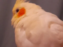 PBFD, tough moult, or someting else?😥