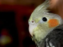 Baby cockatiel