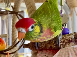 A sweet little birdie called Lovejoy 💖