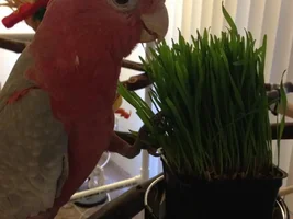 Galah/Rose Breasted Too Behavior Questions
