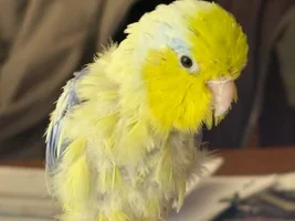Feather shredding??