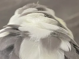 Puffy bird meanings 🚨