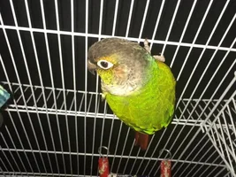 What kind of parrot is this one?