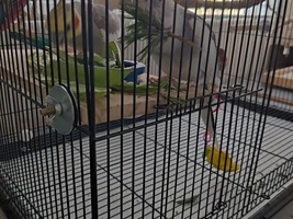 Cockatiel has gone quiet after introducing a second one