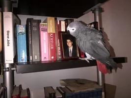 Yasef does not come out of the cage
