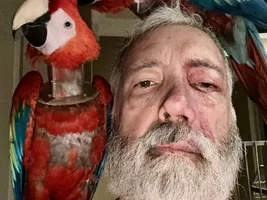 Post Surgery Alternative to e-collar for B&G Macaw