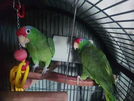 🦜 Popular Products from Amazon mentioned on Parrot Forums! 🌟