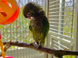 A sweet little birdie called Lovejoy 💖
