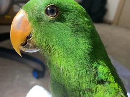 pls help!! baby Eclectus extremely fearful of hands!!
