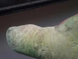 Is my alexandrine parrot male or female.....?