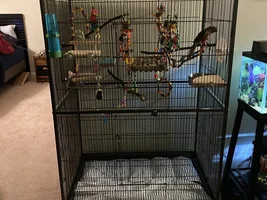 Pico’s Christmas Present!
