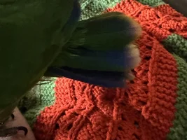 Feather Pluckers ❤️❤️