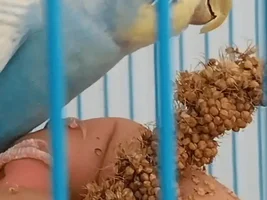 Need help sexing and if someone can tell me age of budgie