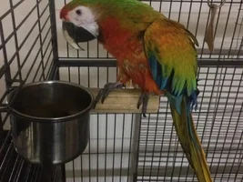 Newbie to Macaws - Rescued my babies