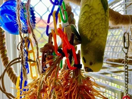 A sweet little birdie called Lovejoy 💖
