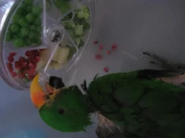 What's YOUR eclectus's favorite toy?