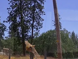 Red Tailed Hawk