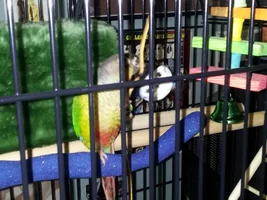 Post up pictures of conures cages(:
