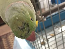 Is my Indian Ringneck sick? His head feathers look damaged