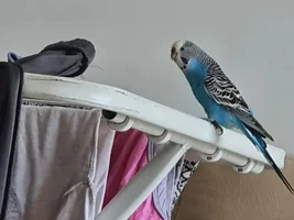 The thread of my female budgies photos