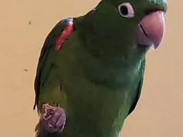 White-eyed conures feathers turning dull and over preening. PLEASE HELP
