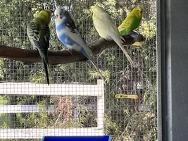 Hannah's little Parrots thread 🦜