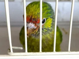 A sweet little birdie called Lovejoy 💖