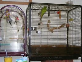 New to the forum and Macaws