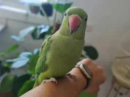 My indian ringneck lets me pat him, but then just threatens me