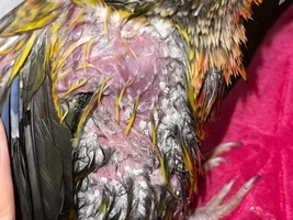 Conure picking feathers