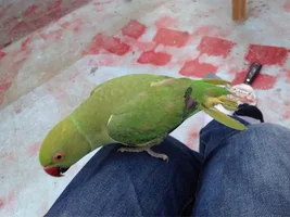 changing tail feather