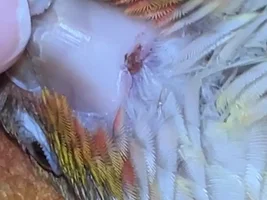 Beak Injury?