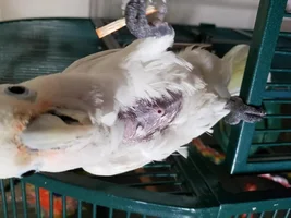 So we were in the market for a bird...