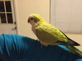 Please help to bring Mozart back home