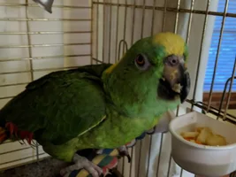 Yellow-Naped Amazon looking for a new home