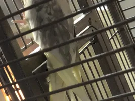 BIRDS NEED S HOME
