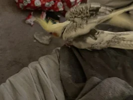 Why Does She Do This?