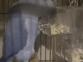 Show me your silly birds!