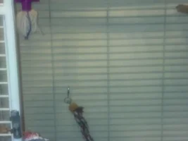 Hello New Umbrella Cockatoo Owner
