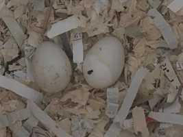 Pipped egg