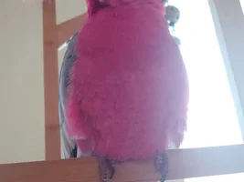 New Flock Member for a Galah Cockatoo, Advice Please?