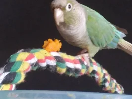 Small bird photo thread!