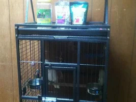 Some pic of my flock