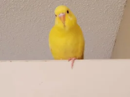 Bunch of cute Budgies