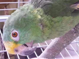 Amazon : Panama or yellow crowned?