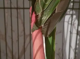 New Baby female or male
