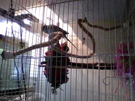 The Ins, Outs, and Upside Downs of Budgie Parenting