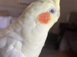Hello new here :)