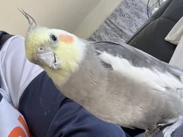 Is my cockatiel healthy