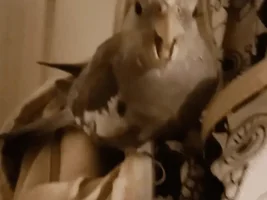 Cockatiel mutation?